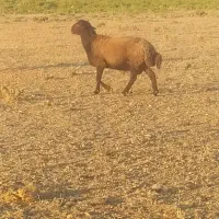 قوچ افشار