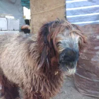 بره قوچی بختیاری