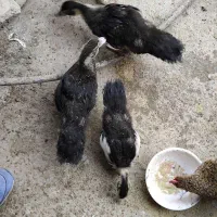 اردک اسرائیلی ۸۰ روزه