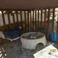 جفت یال و چپ|پرنده|مرودشت, ابوذر شمالی‎|دیوار