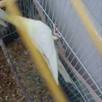 عروس هلندی دستی|پرنده|مهریز, |دیوار