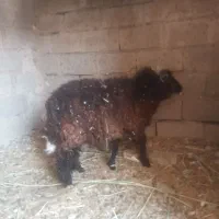 بره نر|حیوانات مزرعه|بندر امام خمینی, |دیوار