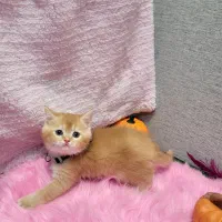 بریتیش گلد جینجر