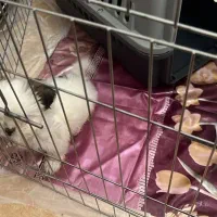 سگ شیتزو دو ماهه|سگ|یزد, |دیوار