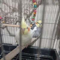 یک جفت عروس هلندی