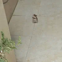 همستر|موش و خرگوش|کرمانشاه, |دیوار