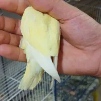 مرغ عشق اینگلیسی بازاری و کوتوله