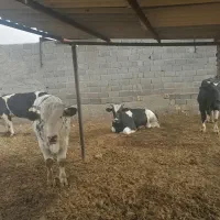 فروش گوساله نر چاق