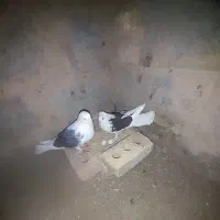 پشتی کاکلی