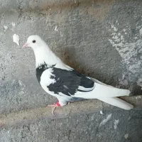 کبوتر پرشی