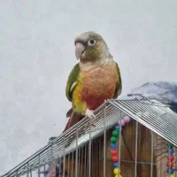 طوطی گرینچیک آناناسی رد|پرنده|بیرجند, |دیوار