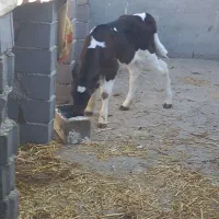 گوساله نر وماده|حیوانات مزرعه|تربت جام, میان جام|دیوار