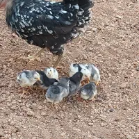 جوجه مرغ و خروس گلین