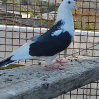 کبوتر پرشی درجه یک