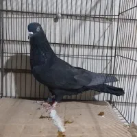 4تا کفتر نر پرش سنگین|پرنده|ری, شهرک نظامی|دیوار