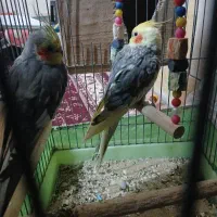جفت عروس هلندی