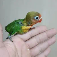 جوجه عروس هلندی و کوتوله سرلاکی|پرنده|بم, |دیوار