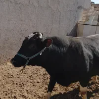 گوساله نر نژاد سیمینتال