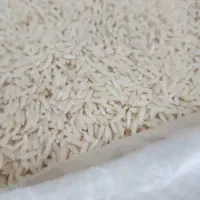 فروش فوری برنج هاشمی درجه یک گیلان