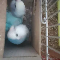 کوتوله مولد با تخم