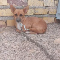 سگ‌پاپی عشق آبادی نر