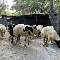 تنها فروشگاه گوسفند فروشی