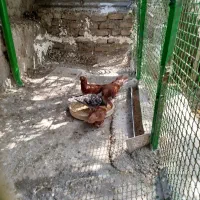 دوعد کبوتر بالغ سرخ خونی با دوعدد جوجه مسافتی|پرنده|لوشان, |دیوار