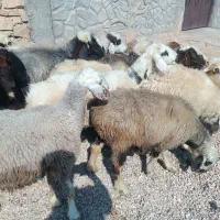 میش .|حیوانات مزرعه|شیراز, شهرک والفجر|دیوار