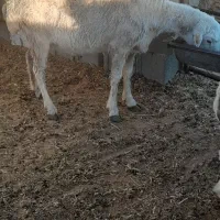 بره|حیوانات مزرعه|مرودشت, ده بید|دیوار