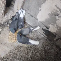 کبوتر دم سفید|پرنده|حمیدیا, |دیوار