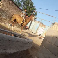 فورش فوری اسب نریان سه ساله مناسب سواری و اموزش