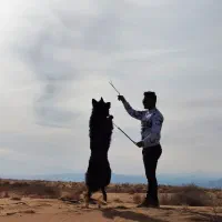 واگذازی|سگ|تهران, ولنجک|دیوار