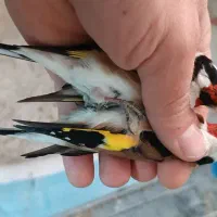 سهره گل بلند درشت و کشیده|پرنده|خرمدره, |دیوار