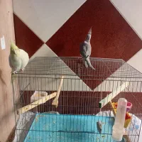 دوتا عروس هلندی