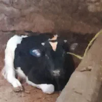 گوساله نر گوشتی