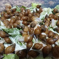حلزون پرورشی آچاتینا