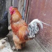 خروس  برهما