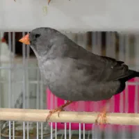 فنچ شارکول جوجه خط خونی انگلیسی|پرنده|مشهد, دانشجو|دیوار