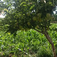 باغ-نزدیک-شهر