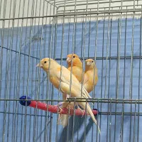 سه عدد قناری باکیفیت و اصیل