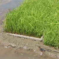 توم نشا هاشمی