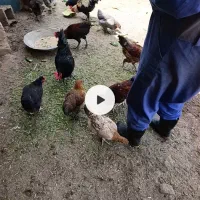 مرغ محلی اول تخم...چاق و کشتی