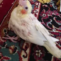 جفت مولد با قفس‌و‌جوجه|پرنده|شیراز, شهرک والفجر|دیوار