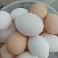 تخم مرغ 30 عدد نطفه دار