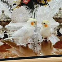 عروس هلندی|پرنده|سلماس, |دیوار