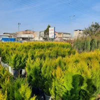 لاوسون سطل ۱۲|گل و گیاه طبیعی|قائم‌شهر, |دیوار