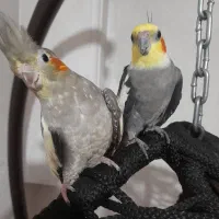 تاب و عروس هلندی|مبلمان خانگی و میز عسلی|گرگان, |دیوار