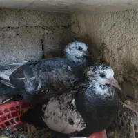 جوجه طوقی و کاشانی|پرنده|مسجد سلیمان, |دیوار