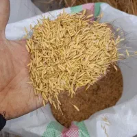 جو - برنج