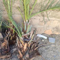 پاجوش نخل خرما خاصی، کبکاب|گل و گیاه طبیعی|سوق, |دیوار